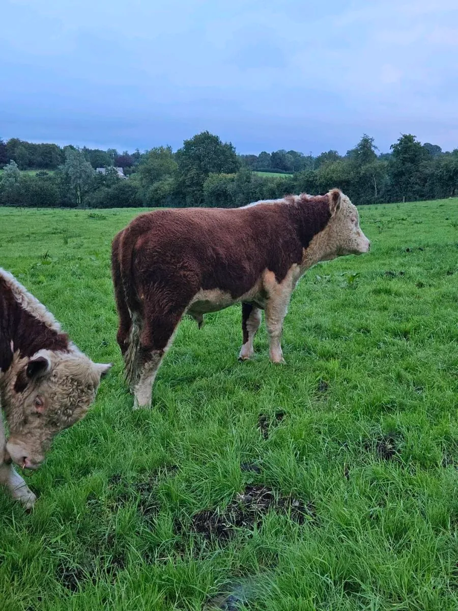 Ped Hereford Bulls - Image 2