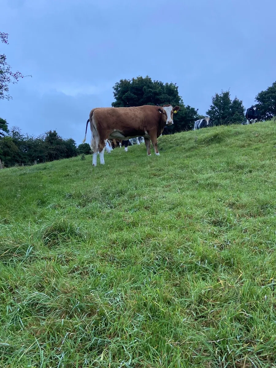 2 incalf Simmental heifers - Image 1