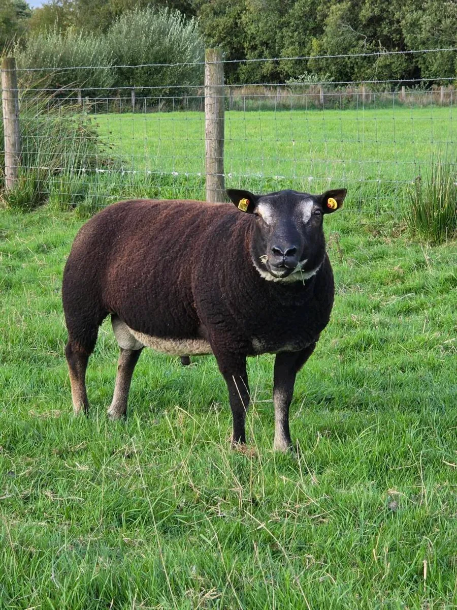 Shearling rams - Image 3