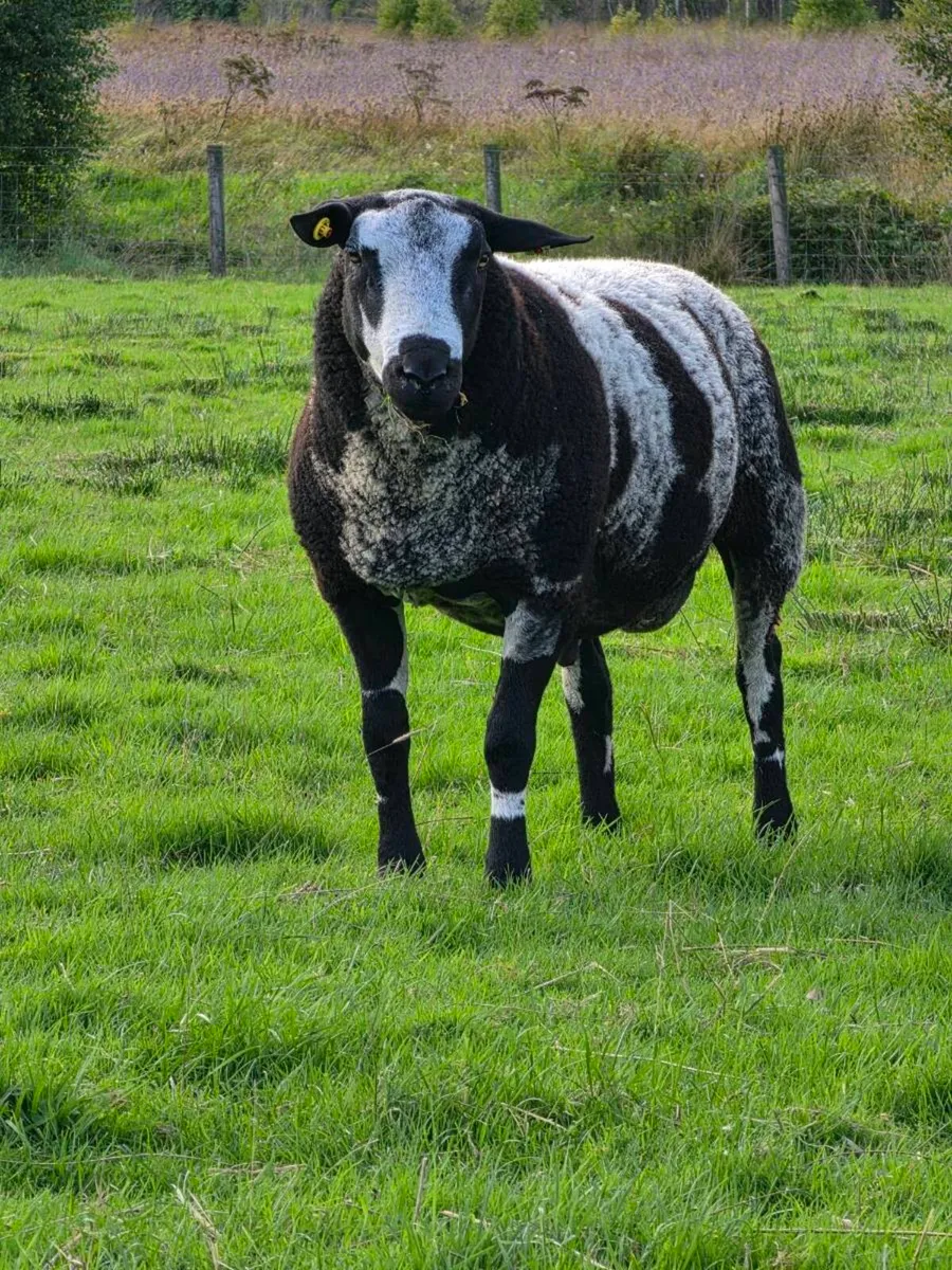 Shearling rams - Image 4