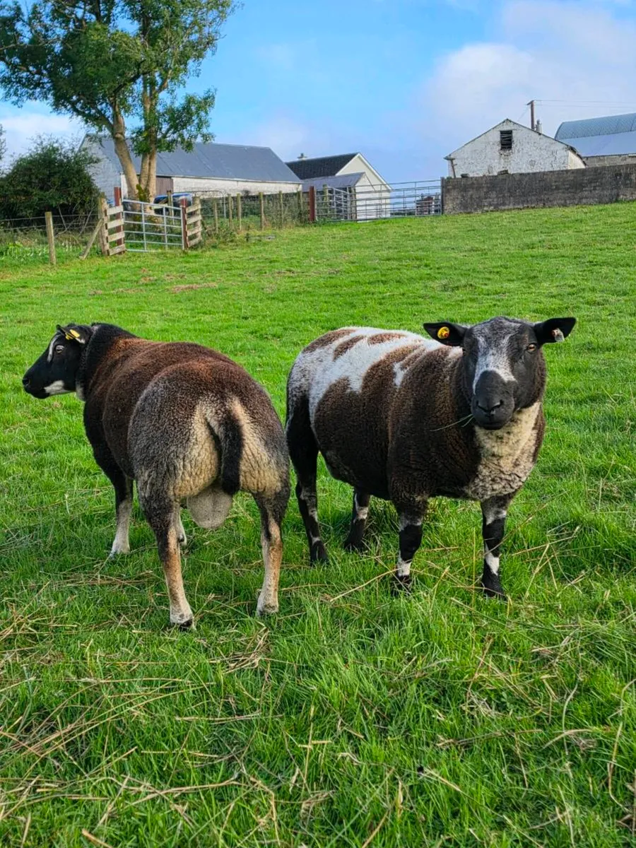 Shearling rams - Image 1