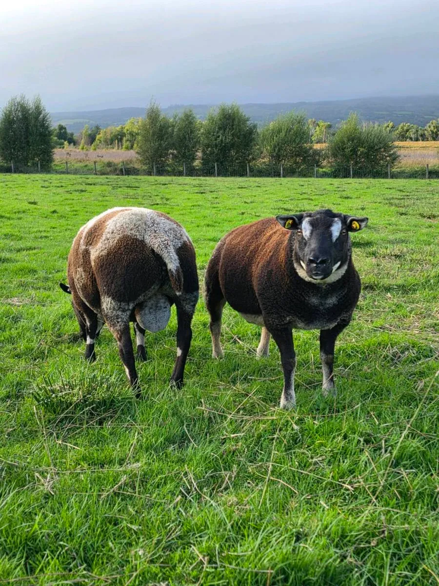 Shearling rams - Image 2