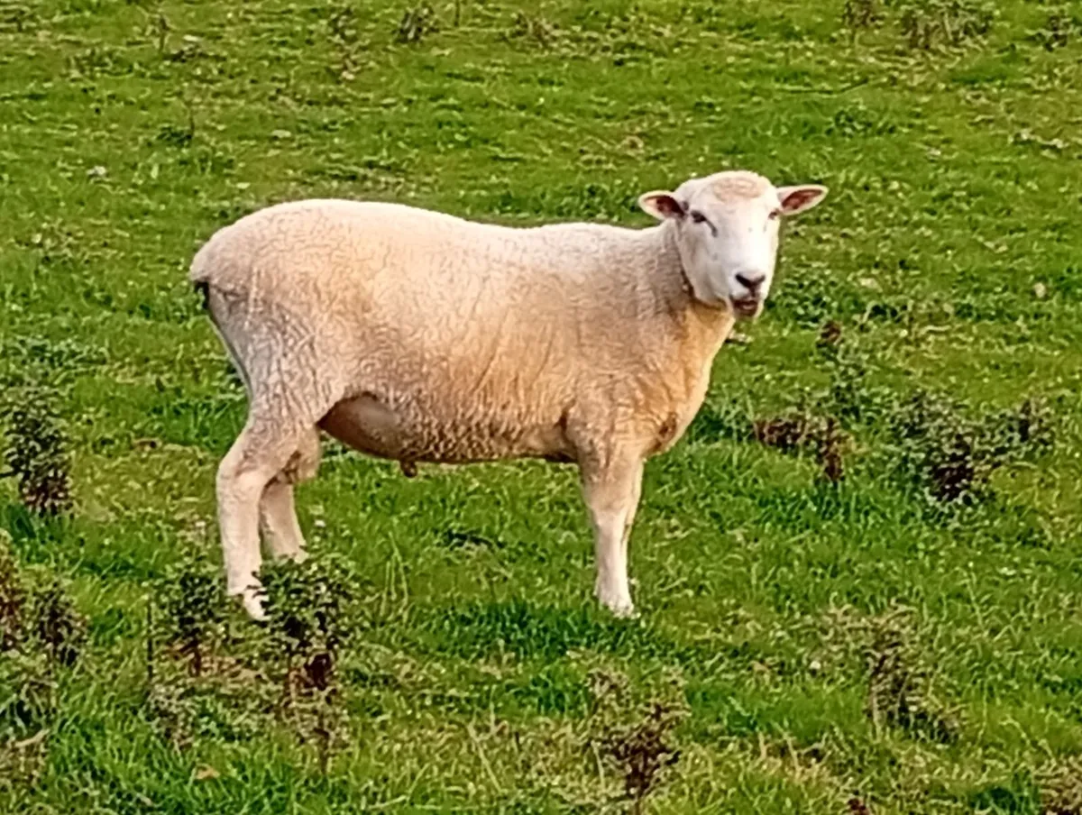 New Zealand Romney Rams - Image 1