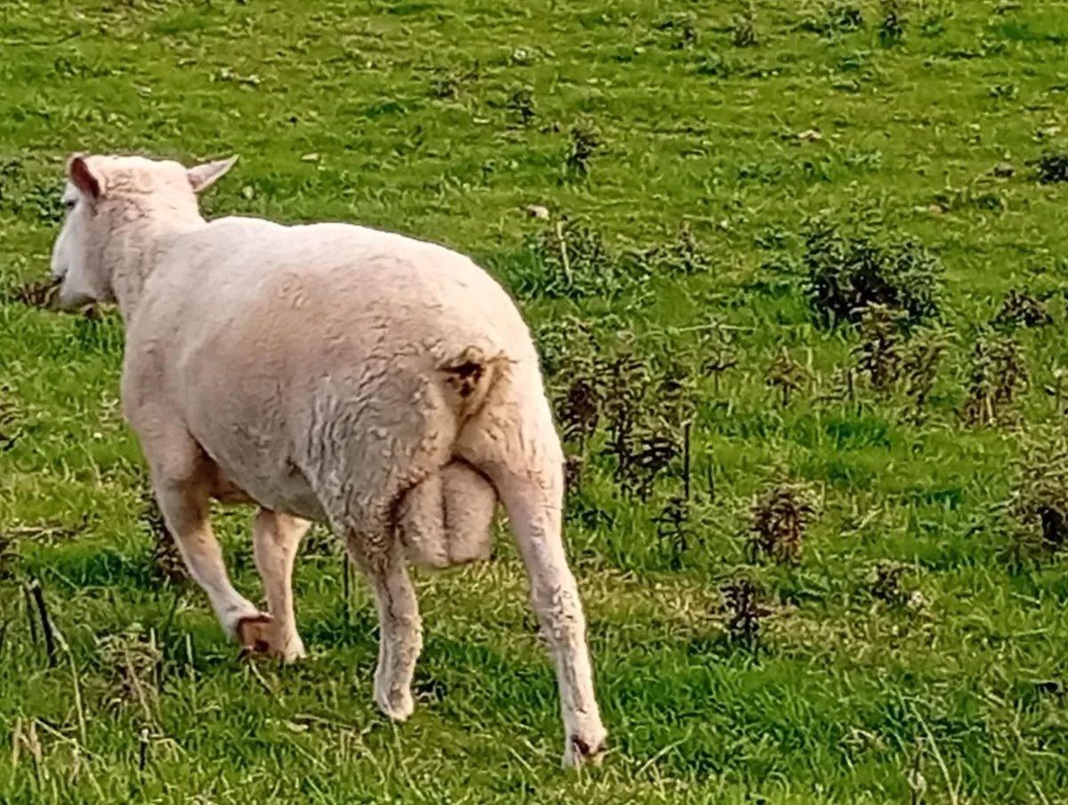 New Zealand Romney Rams - Image 3