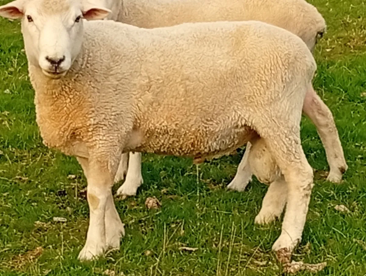 New Zealand Romney Rams - Image 2