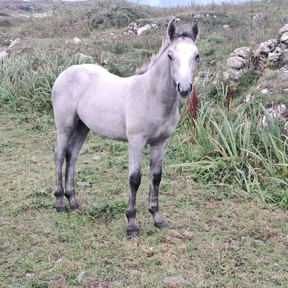 Colt - Image 1