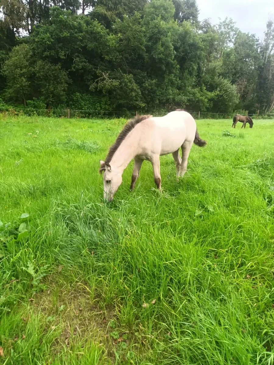 Dun Connie filly foal - Image 1