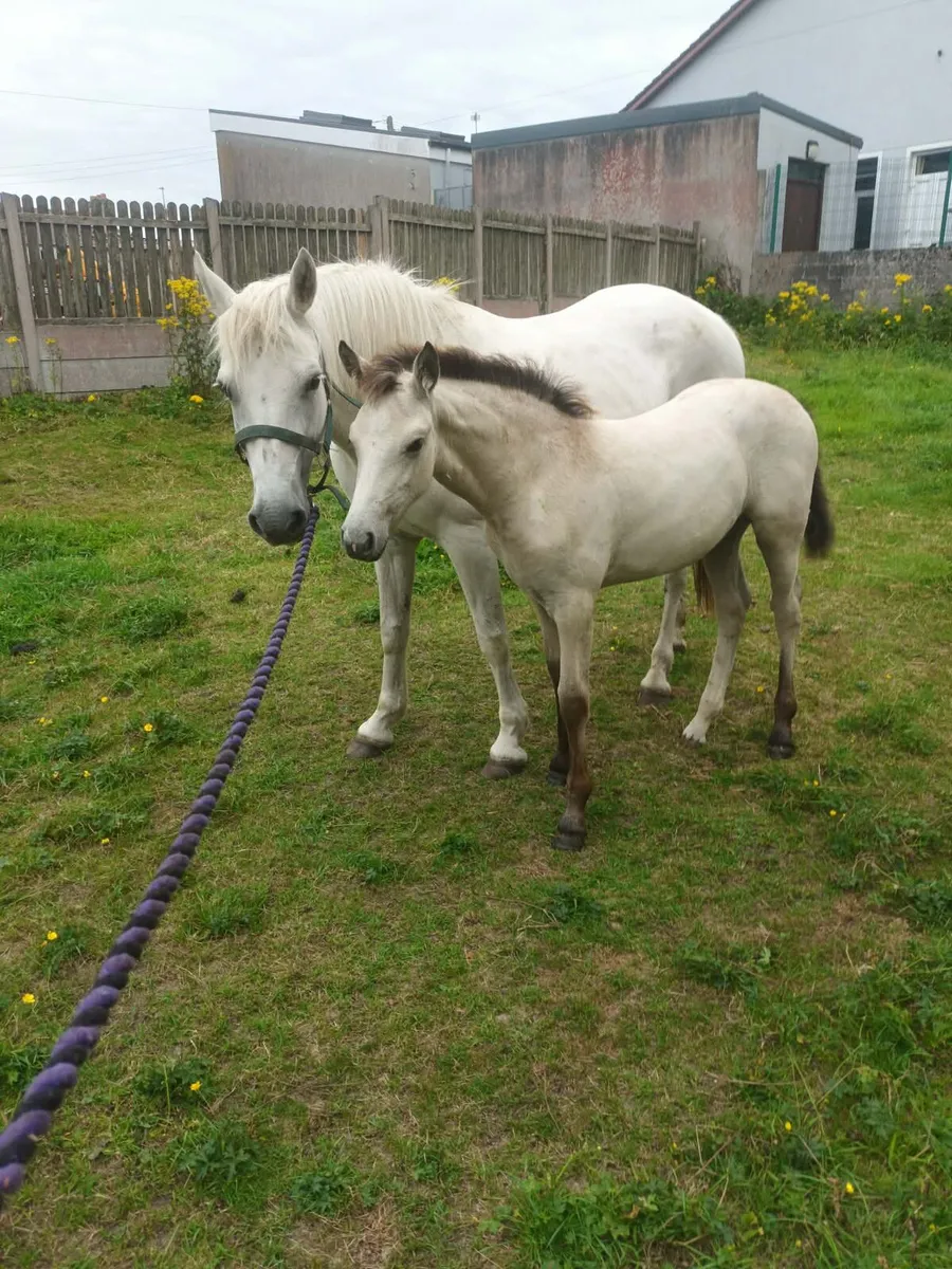 Dun Connie filly foal - Image 2