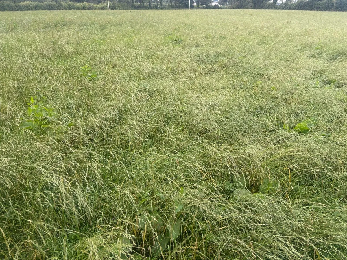 Round Bales of Silage - Image 1