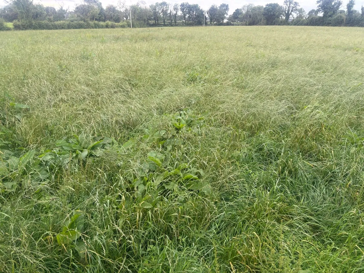 Round Bales of Silage - Image 2