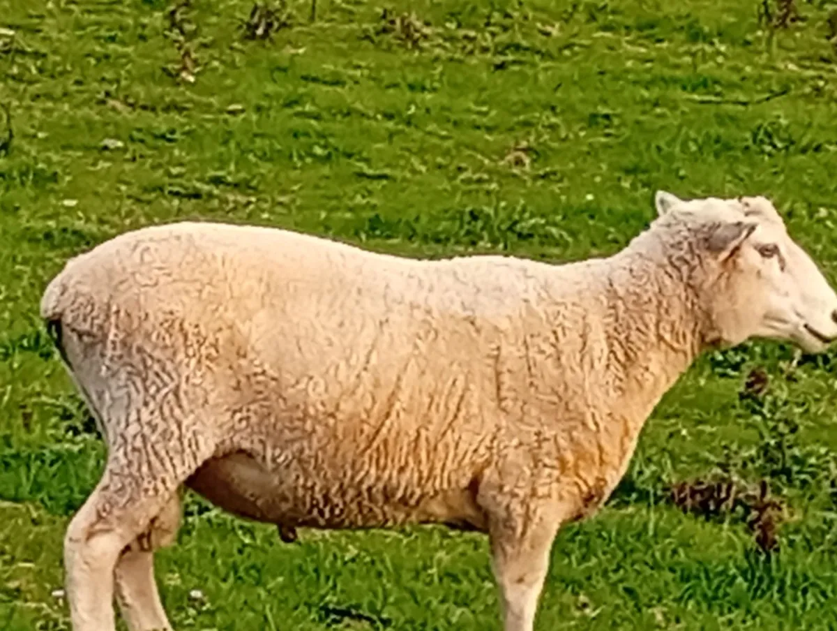 New Zealand Romney Rams - Image 4