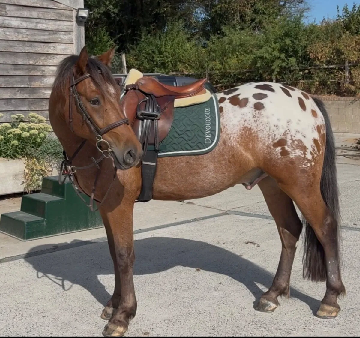 Lovely little horse - Image 1