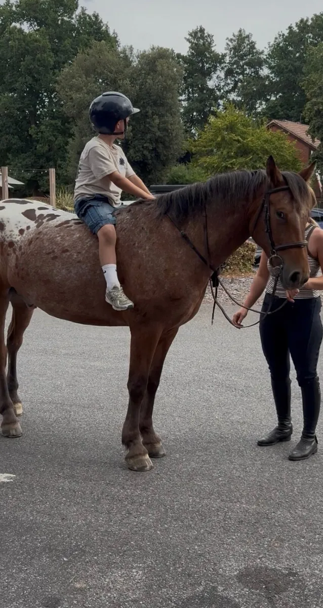 Lovely little horse - Image 2