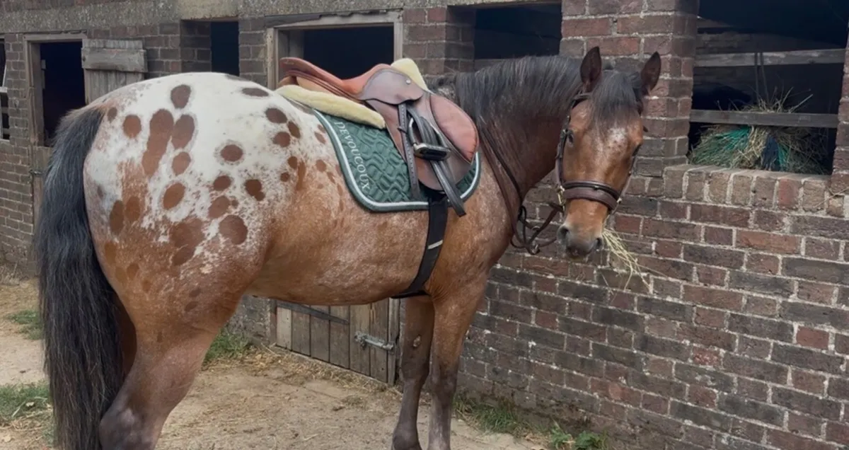 Lovely little horse - Image 3