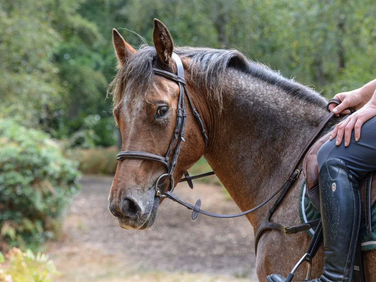 Lovely little horse - Image 4