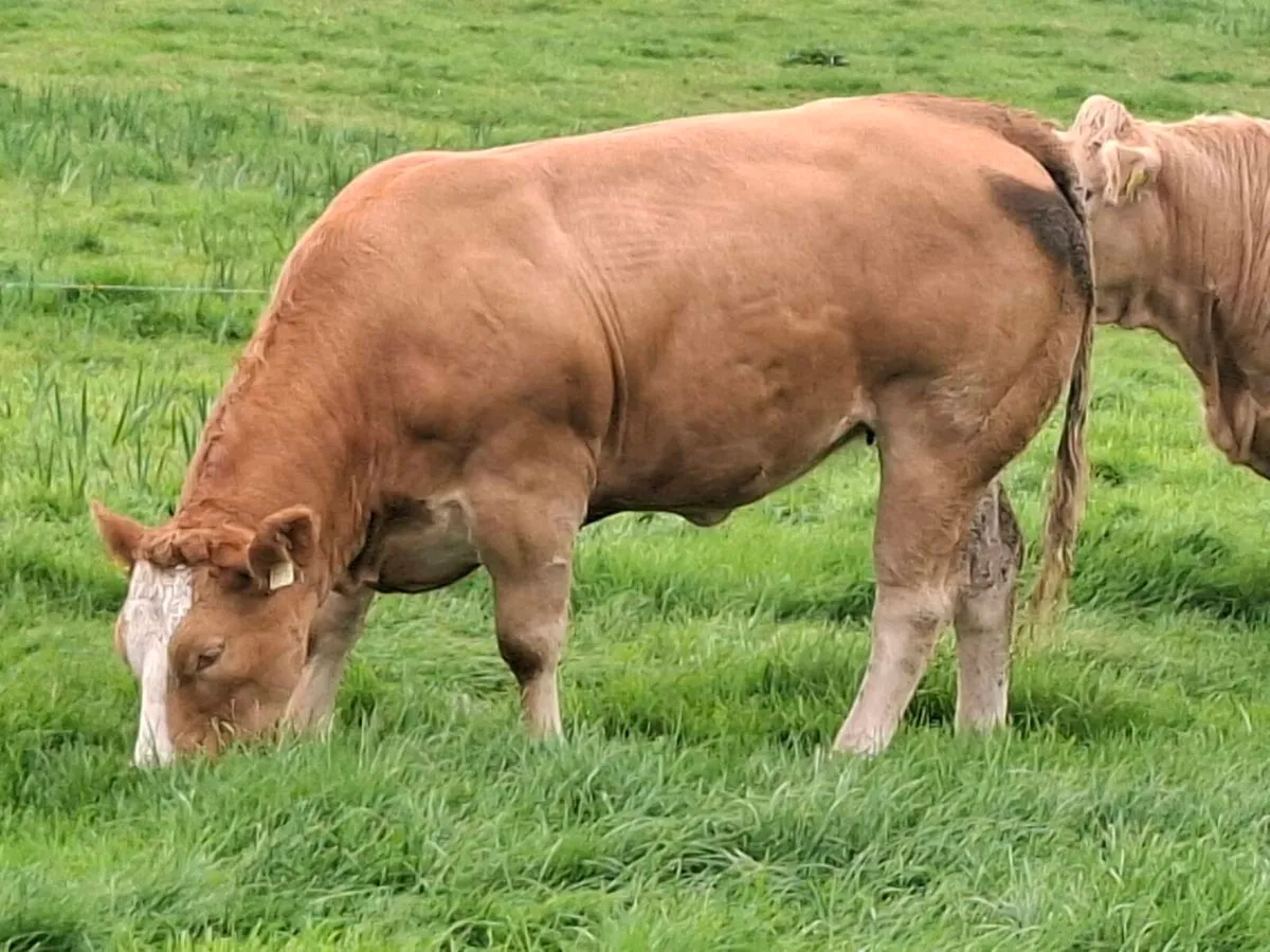 Bulling Heifer Mohill September 5th - Image 1
