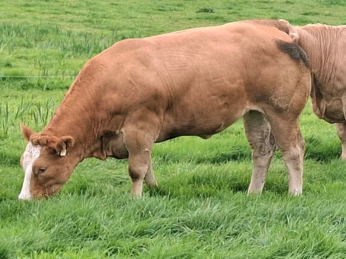 Bulling Heifer Mohill September 5th - Image 2