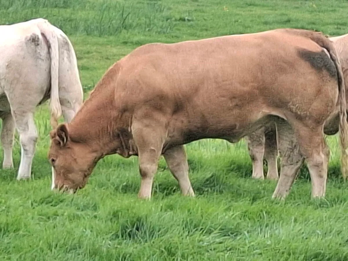 Bulling Heifer Mohill September 5th - Image 3