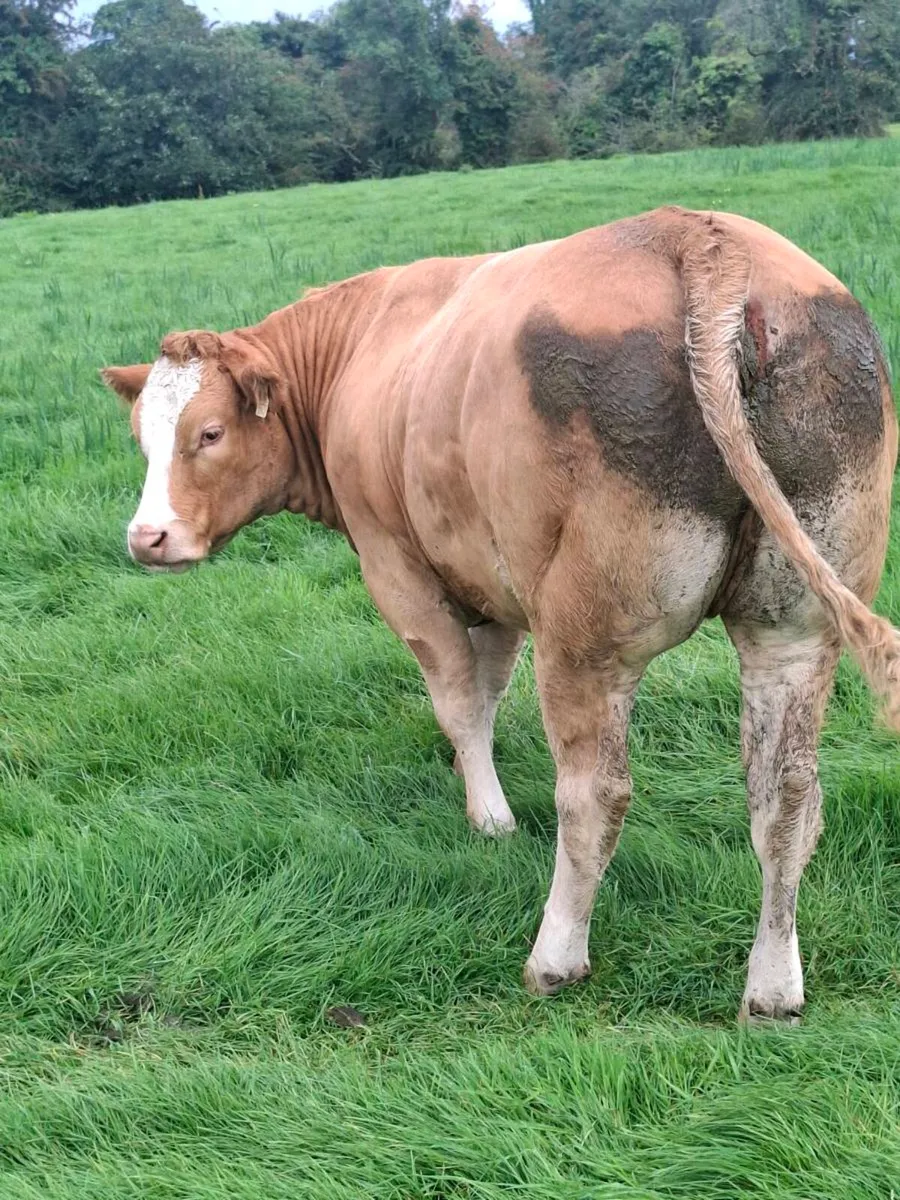 Bulling Heifer Mohill September 5th - Image 4