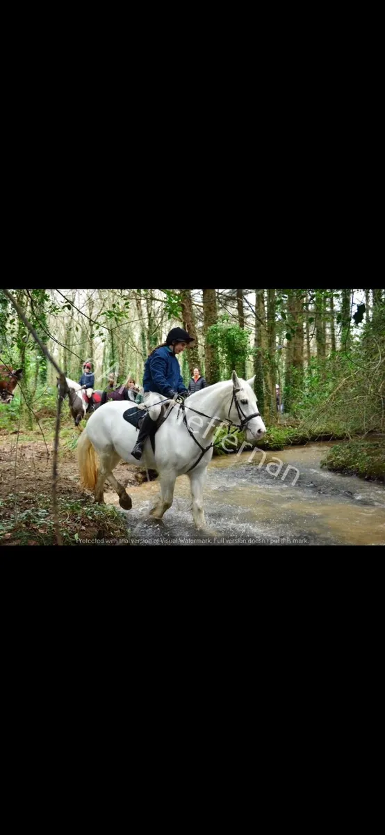 Horse - Image 2