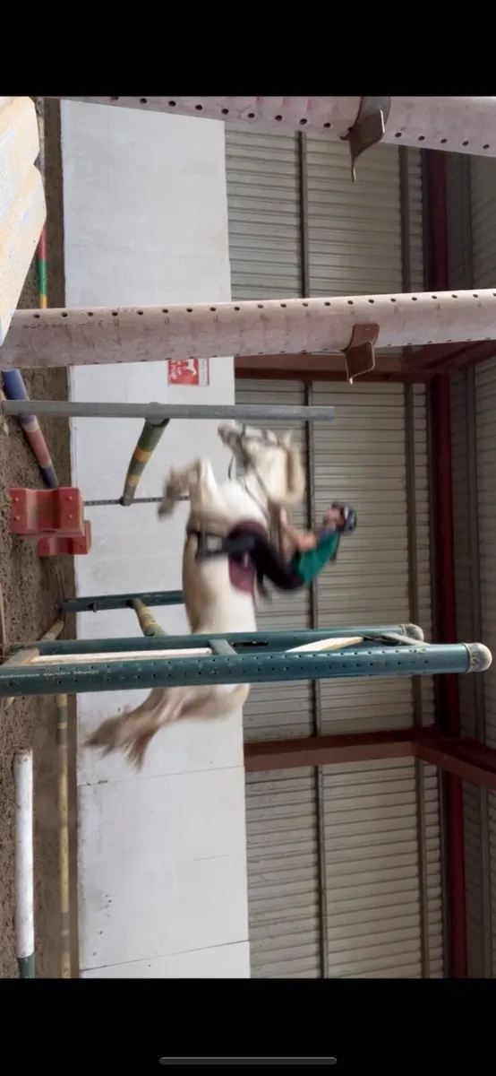 Horse - Image 3