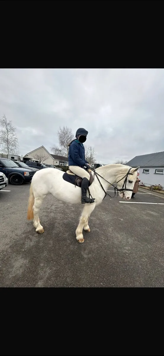 Horse - Image 1