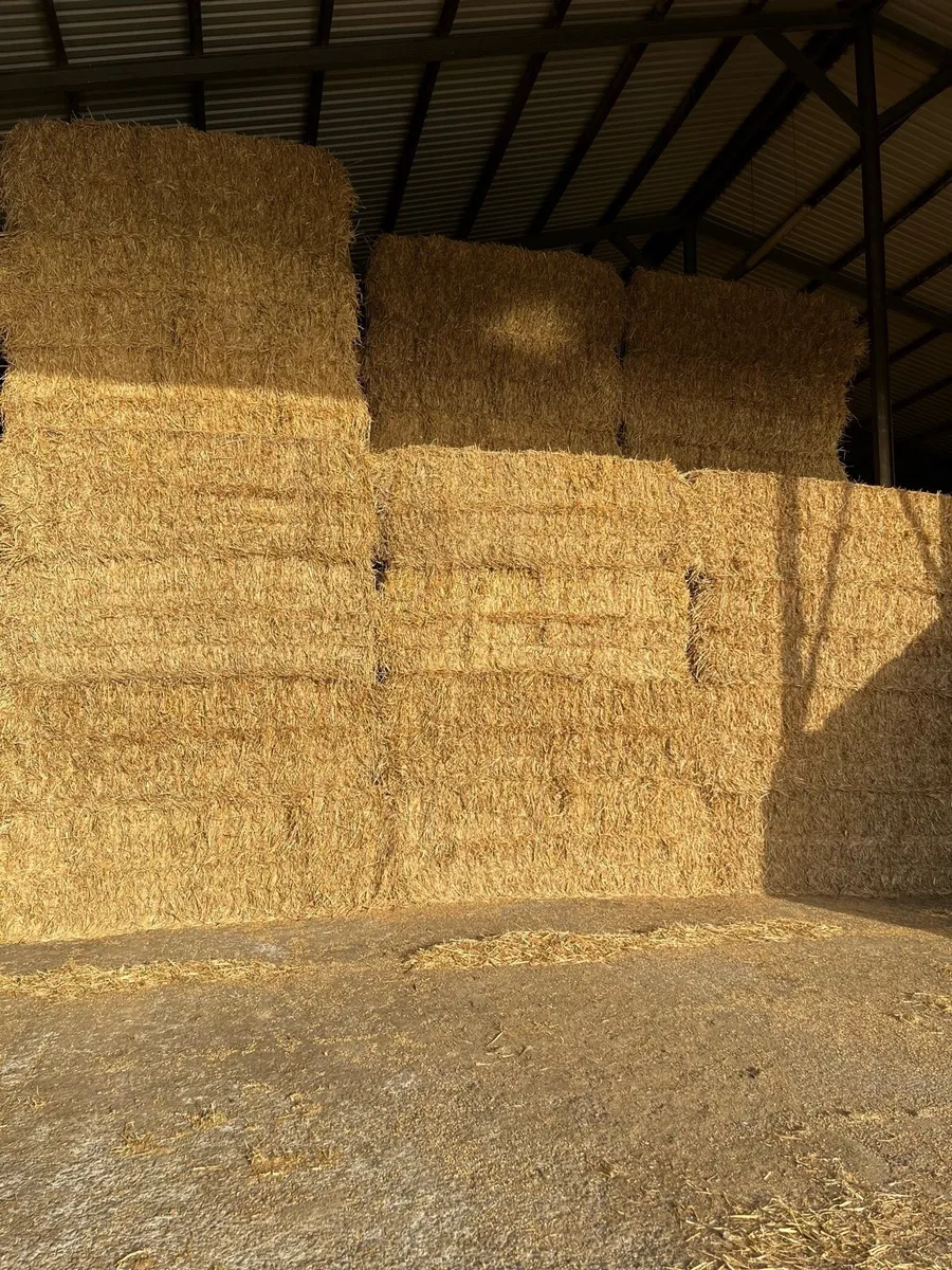 Barley straw 8x4x3 chopped - Image 1