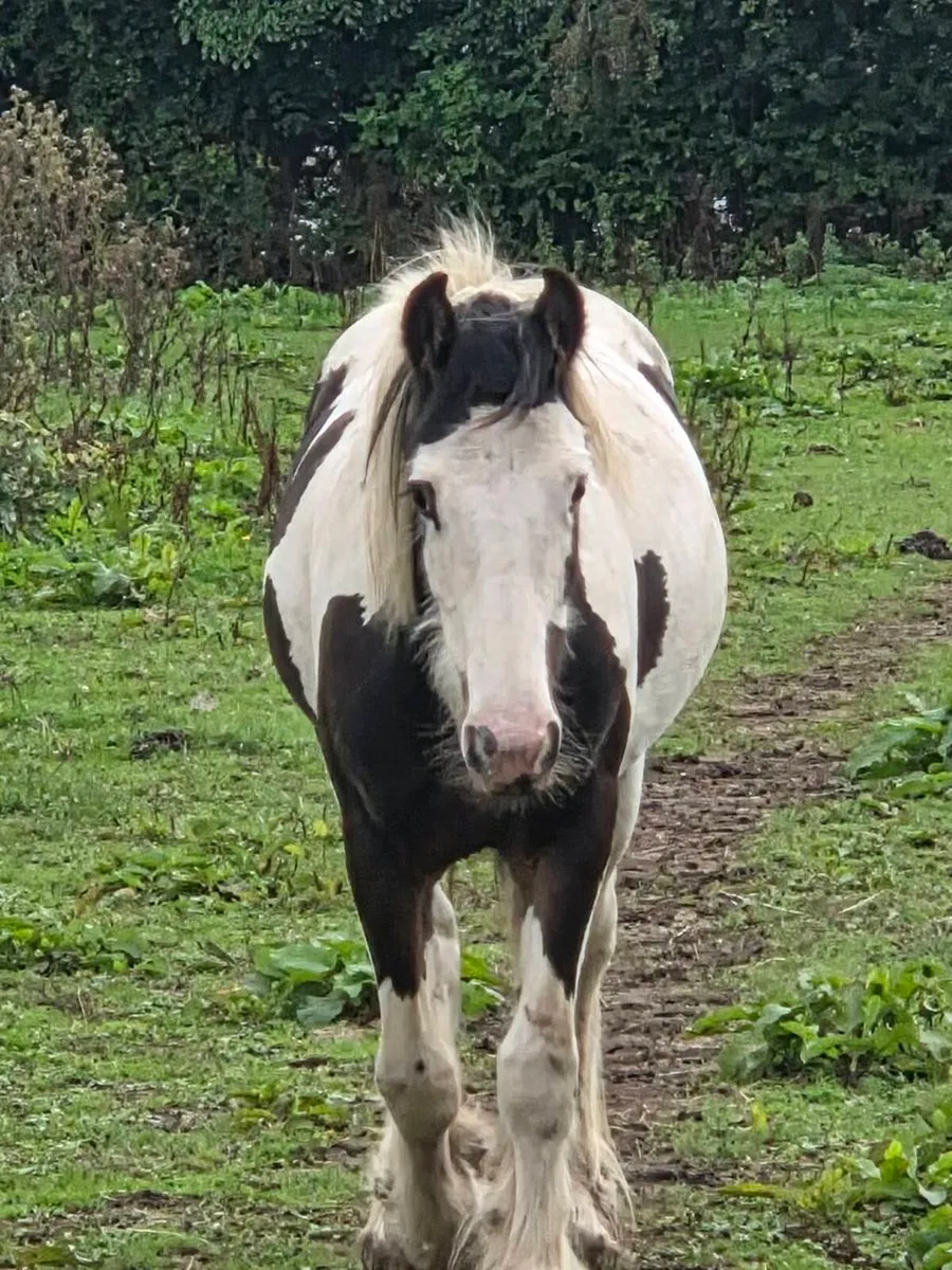 Filly - Image 1