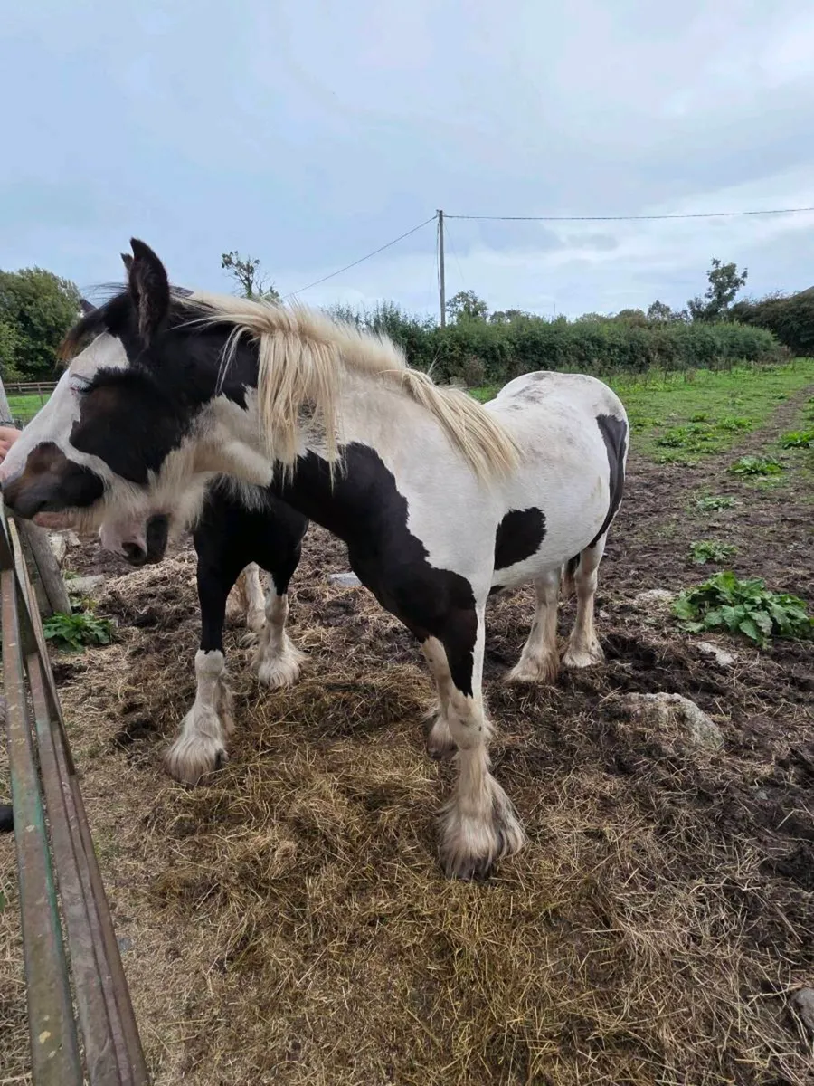 Filly - Image 4