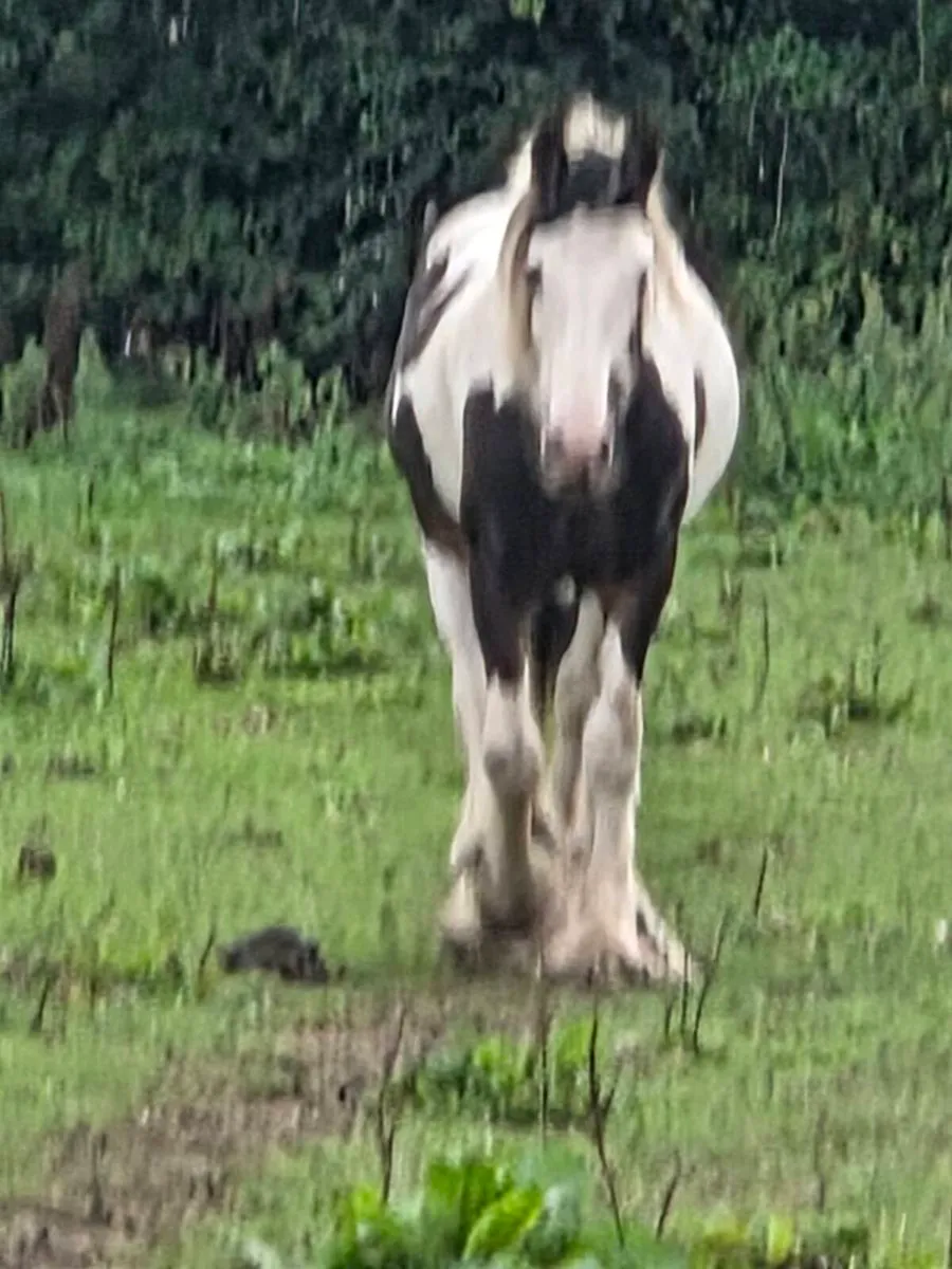 Filly - Image 2