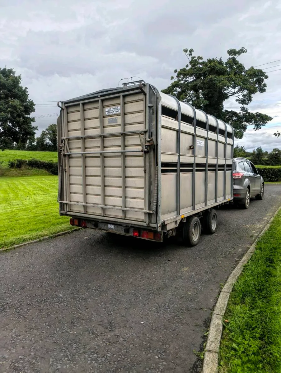 12ft ifor Williams cattle trailer - Image 4