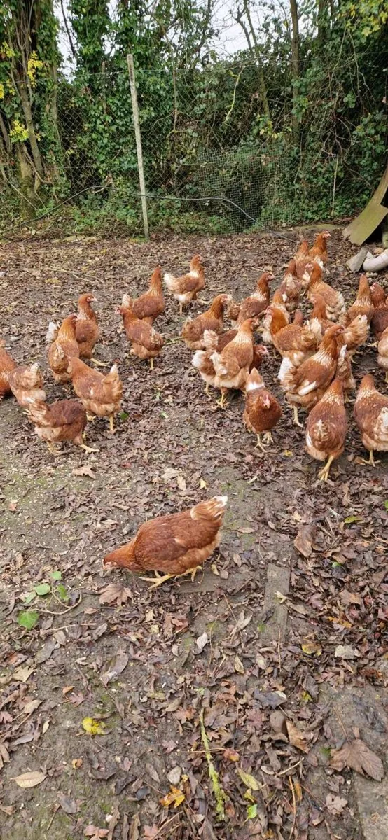 Hens, chicks, Ducklings, Fertile eggs every day in - Image 4