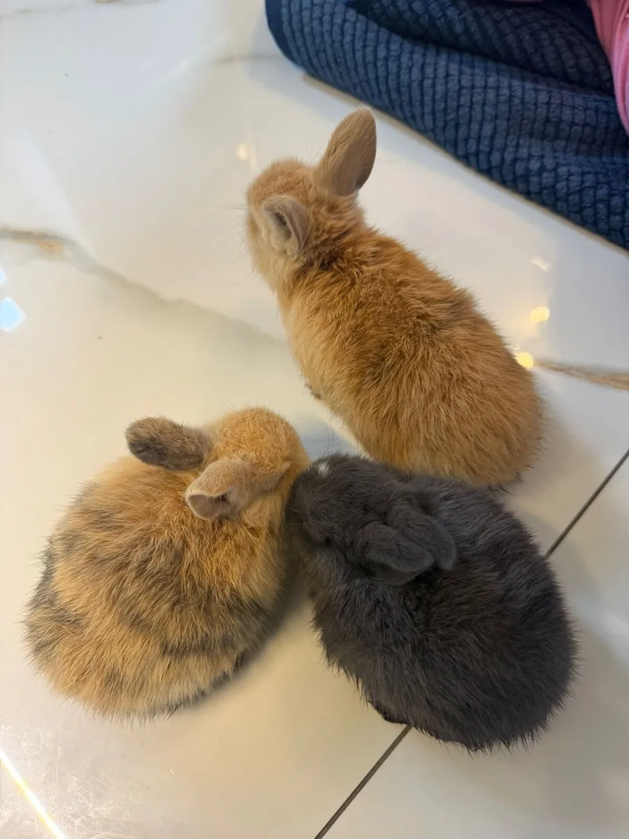Bunny Rabbit - Image 1