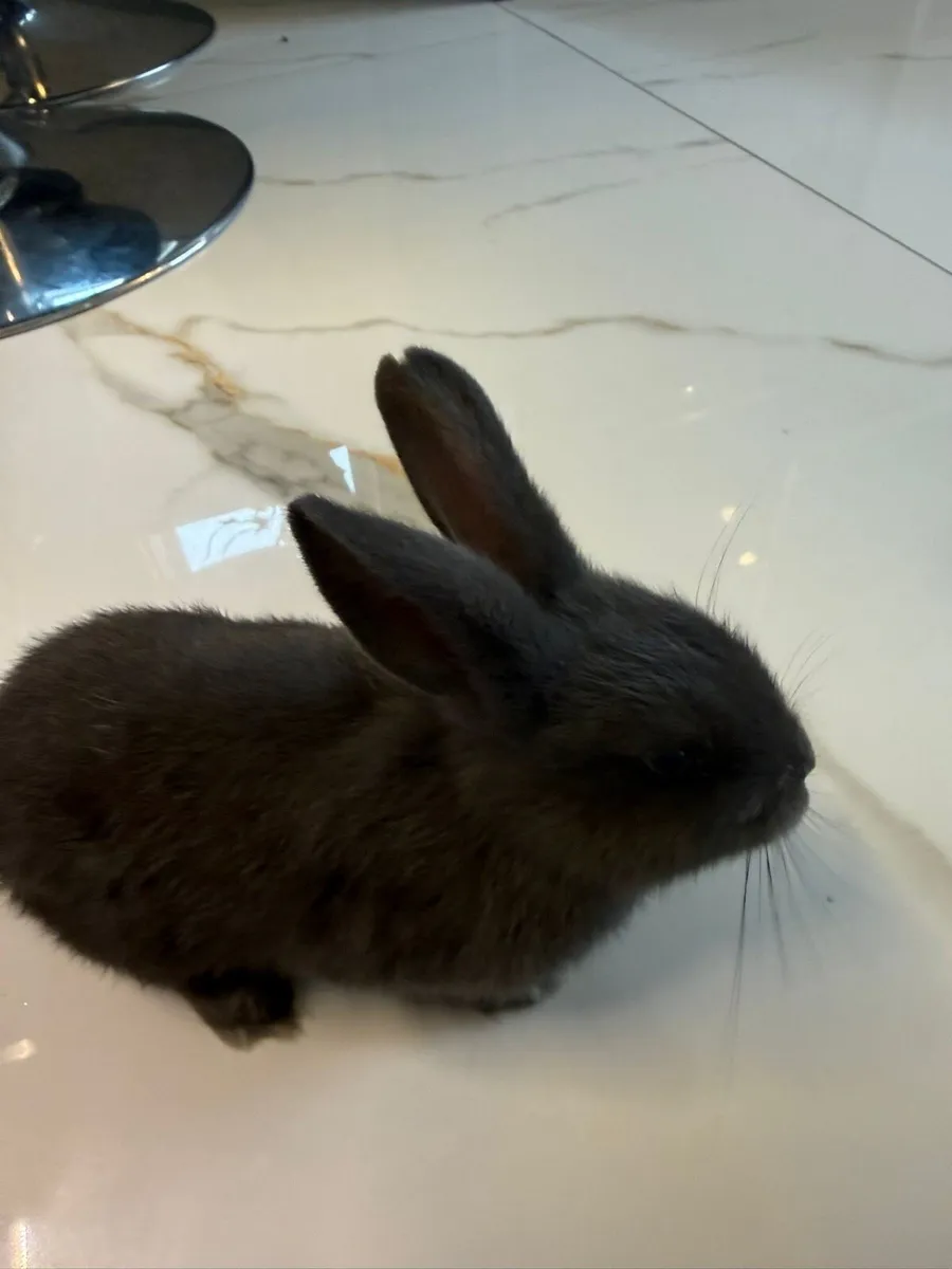 Bunny Rabbit - Image 2