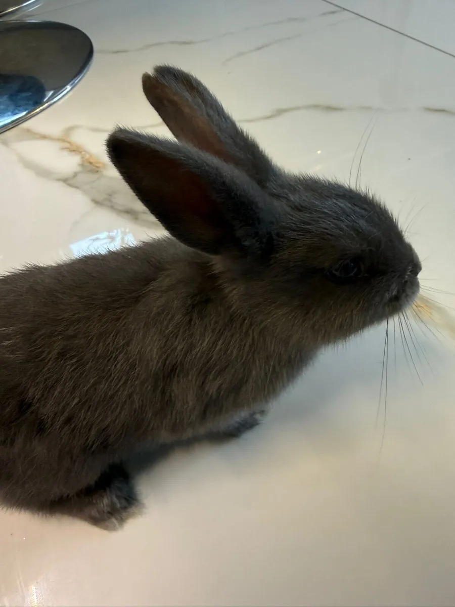 Bunny Rabbit - Image 3
