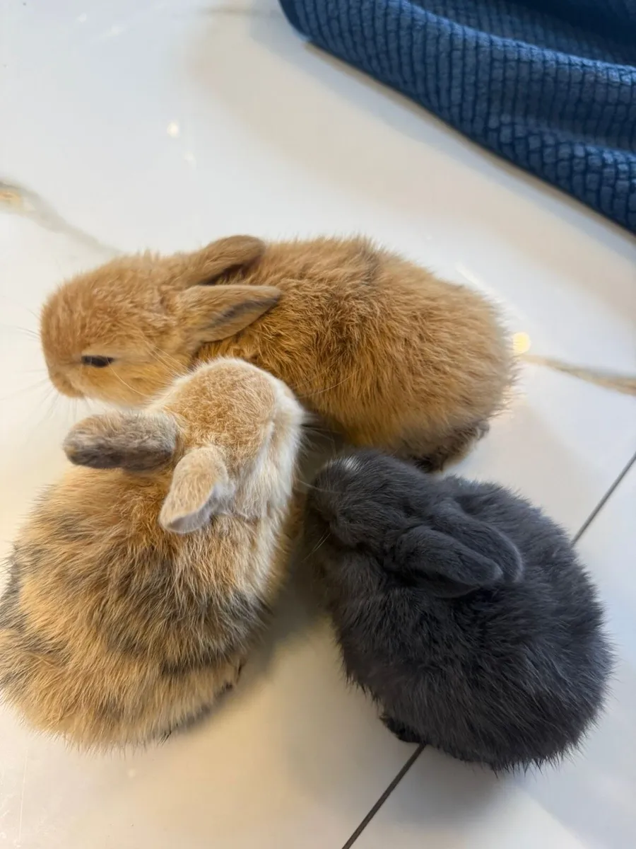 Bunny Rabbit - Image 4