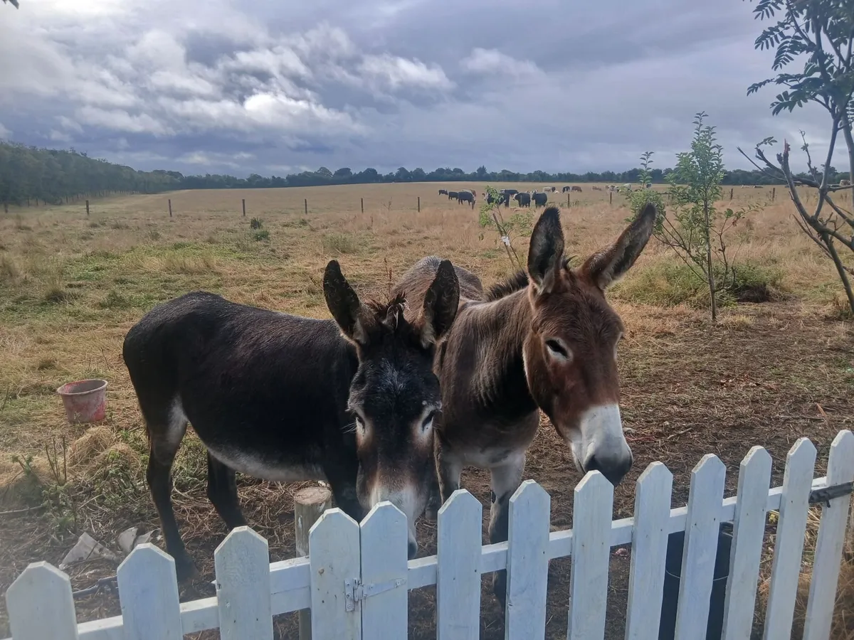 Donkeys - Image 1