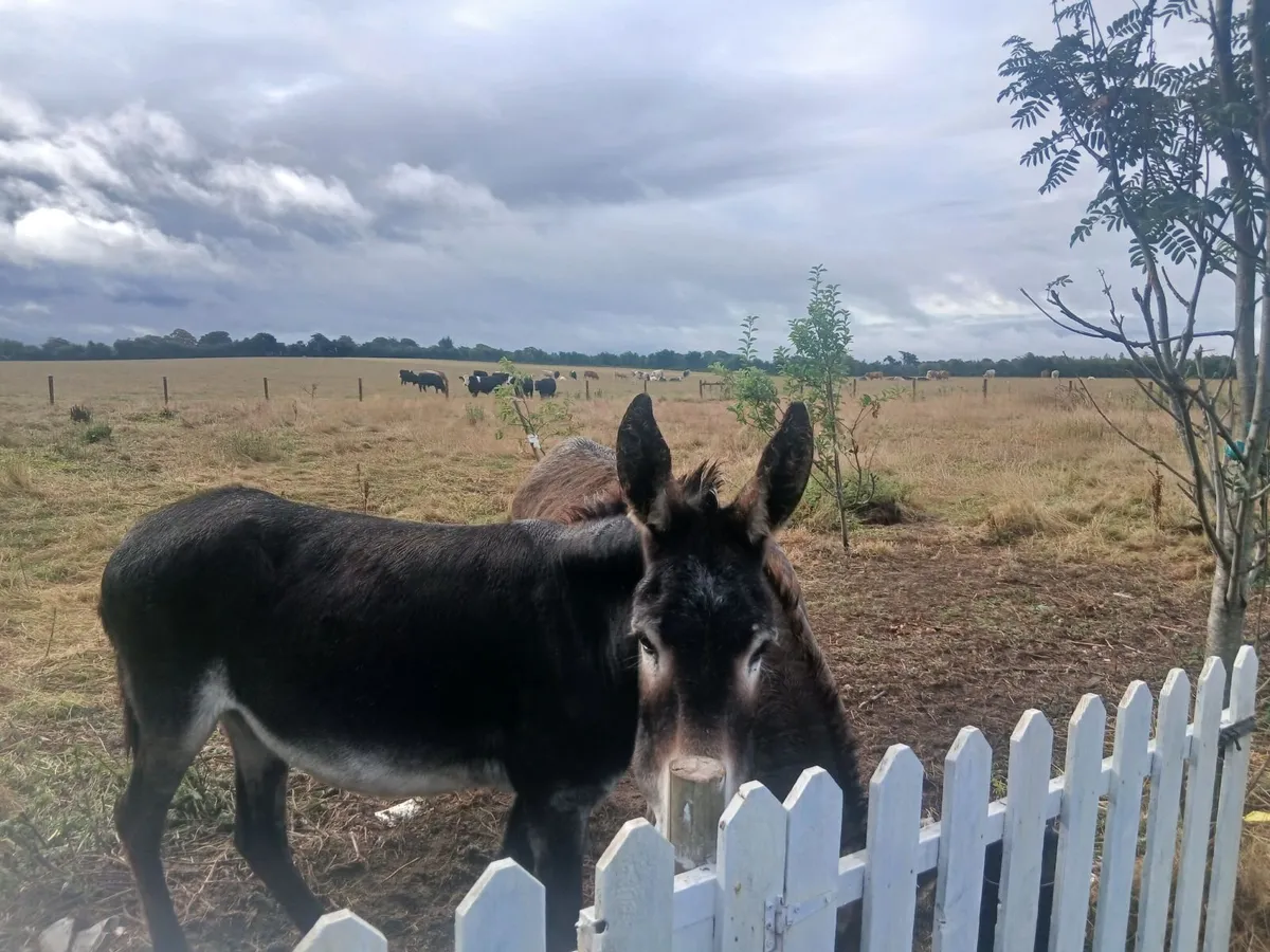 Donkeys - Image 2