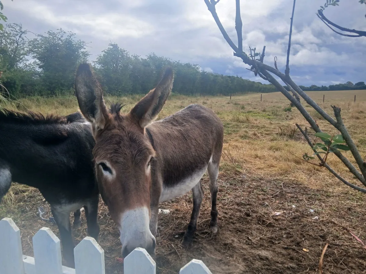 Donkeys - Image 3