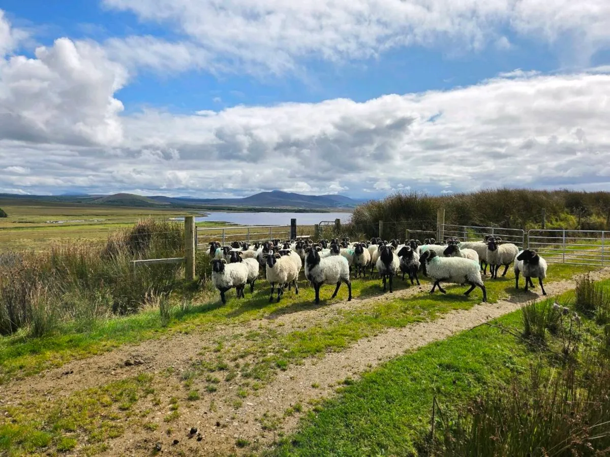 Blackface Mountain Hoggets Organic - Image 2