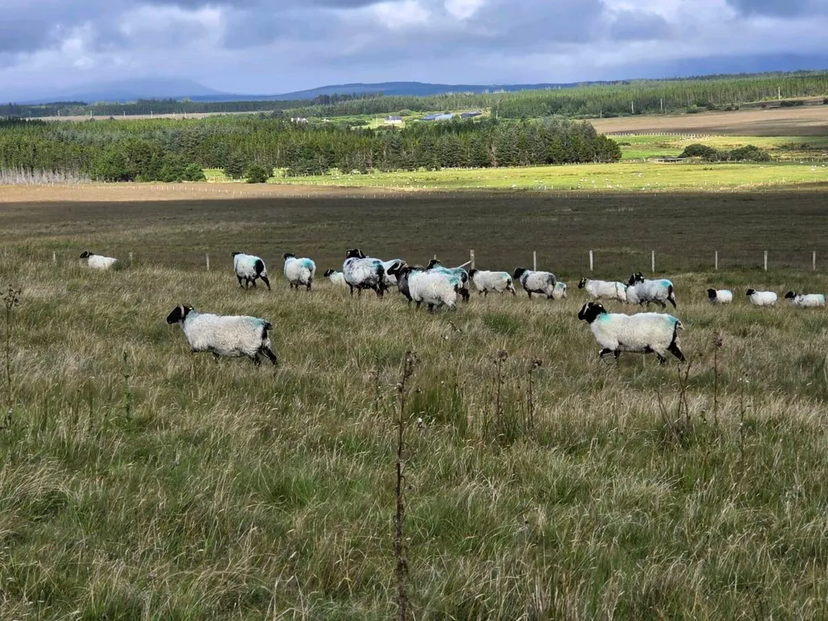 Blackface Mountain Hoggets Organic - Image 3