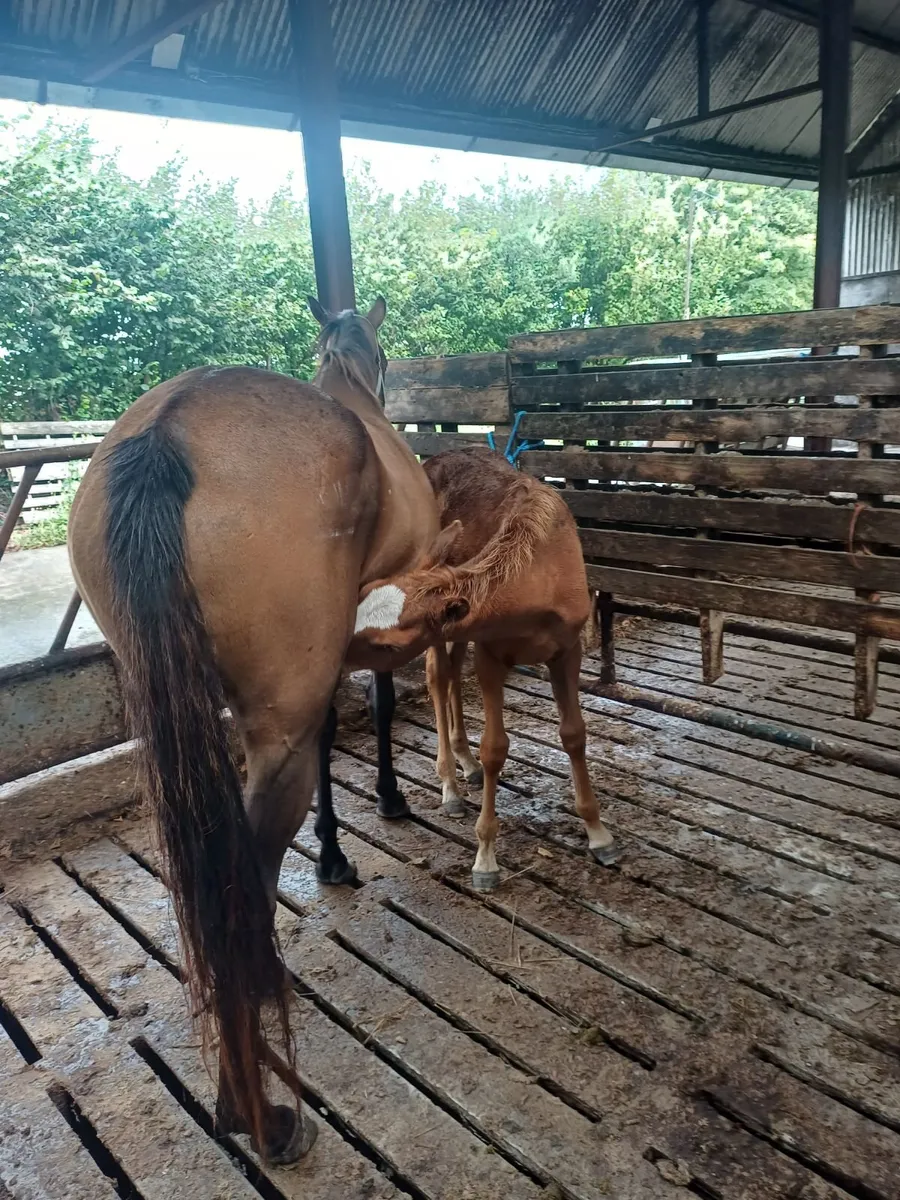 Filly pony foal - Image 2