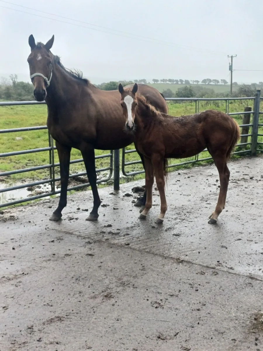 Filly pony foal - Image 3