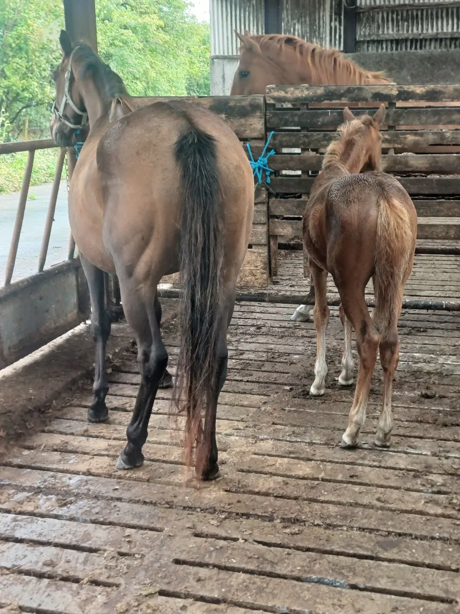 Filly pony foal - Image 4