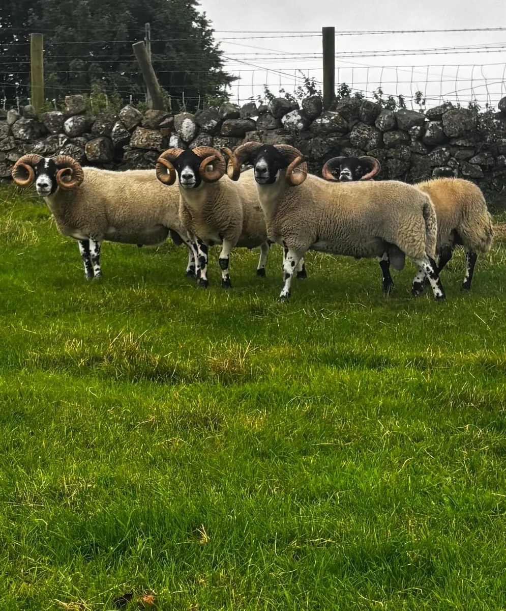 Lanark Hogget Rams - Image 1