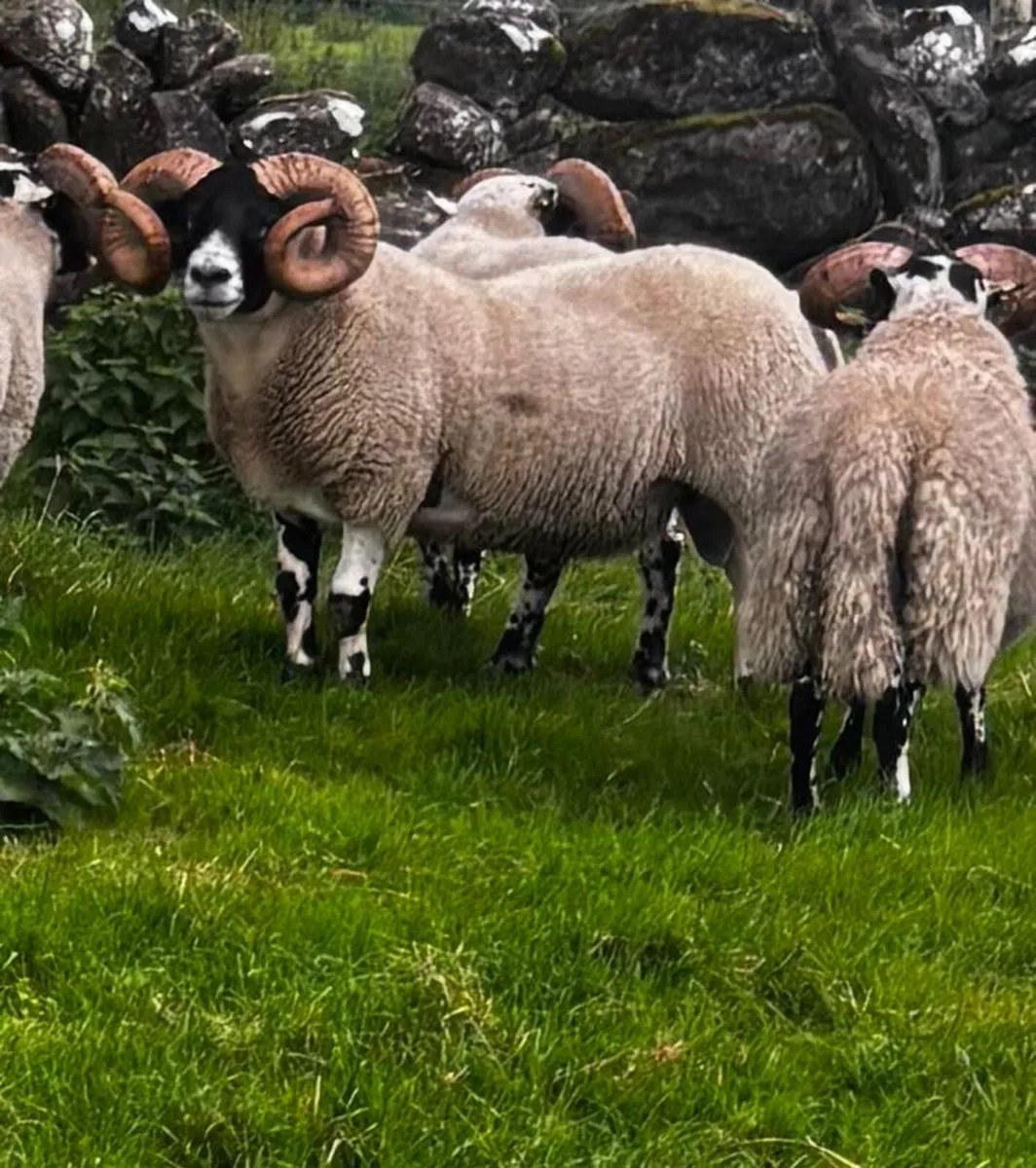 Lanark Hogget Rams - Image 2
