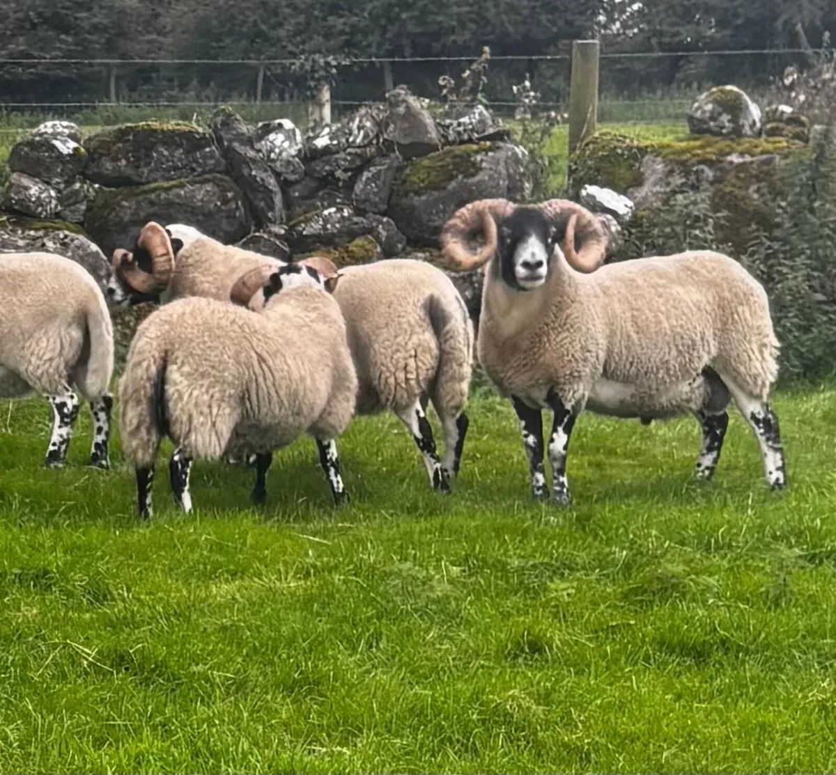 Lanark Hogget Rams - Image 2