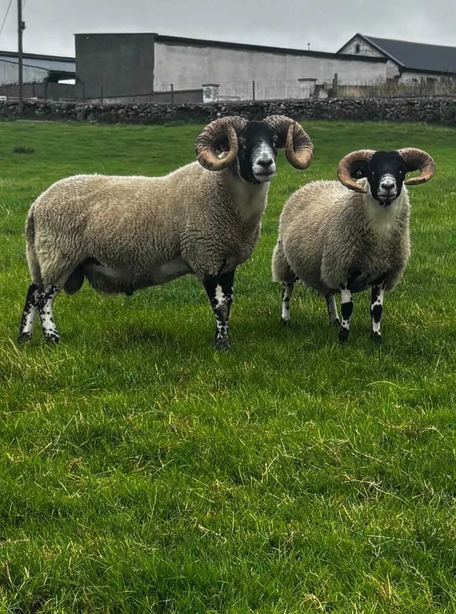 Lanark Hogget Rams - Image 3