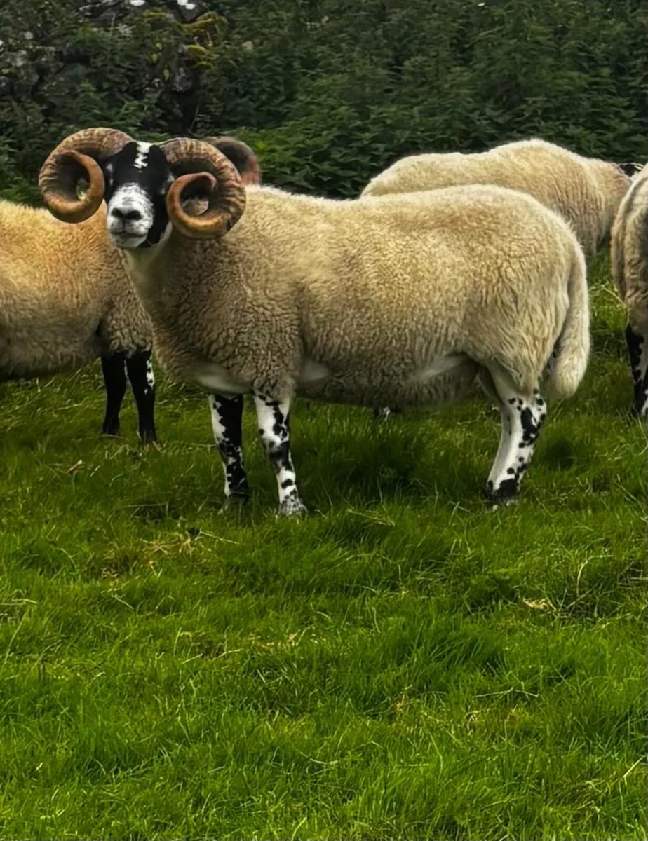 Lanark Hogget Rams - Image 3