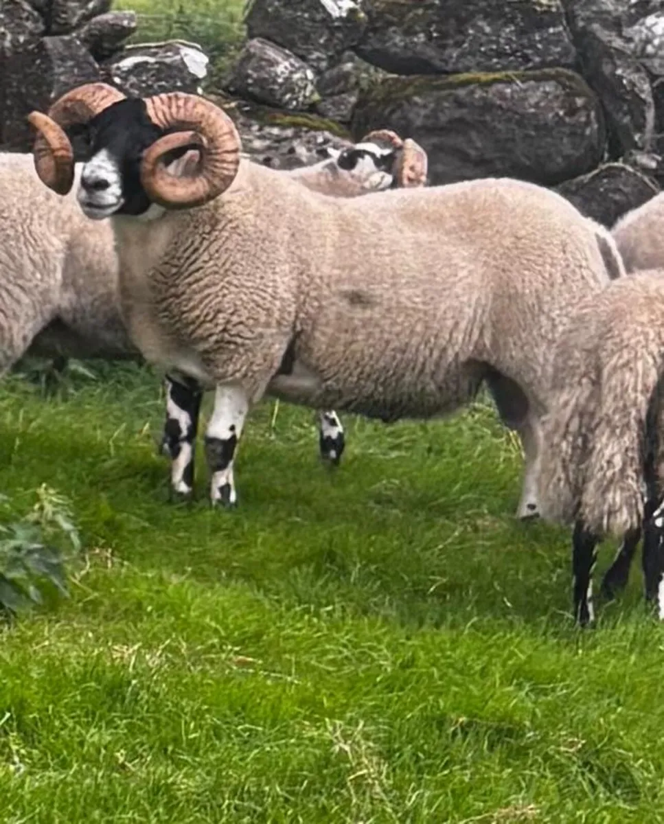 Lanark Hogget Rams - Image 4